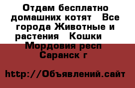 Отдам бесплатно домашних котят - Все города Животные и растения » Кошки   . Мордовия респ.,Саранск г.